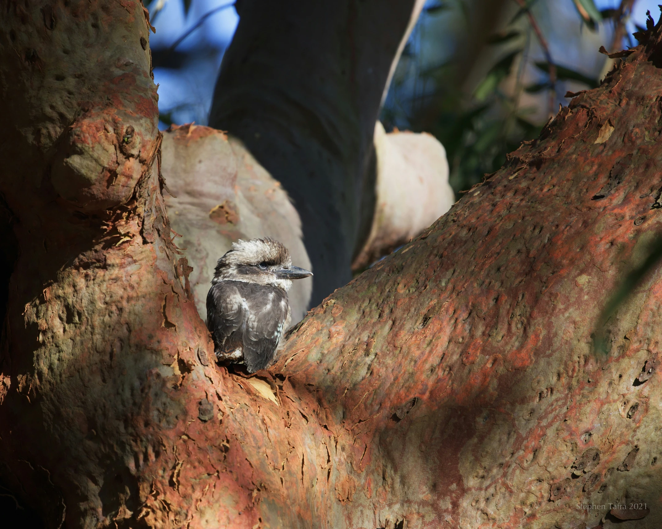 a small bird in a tree during the day