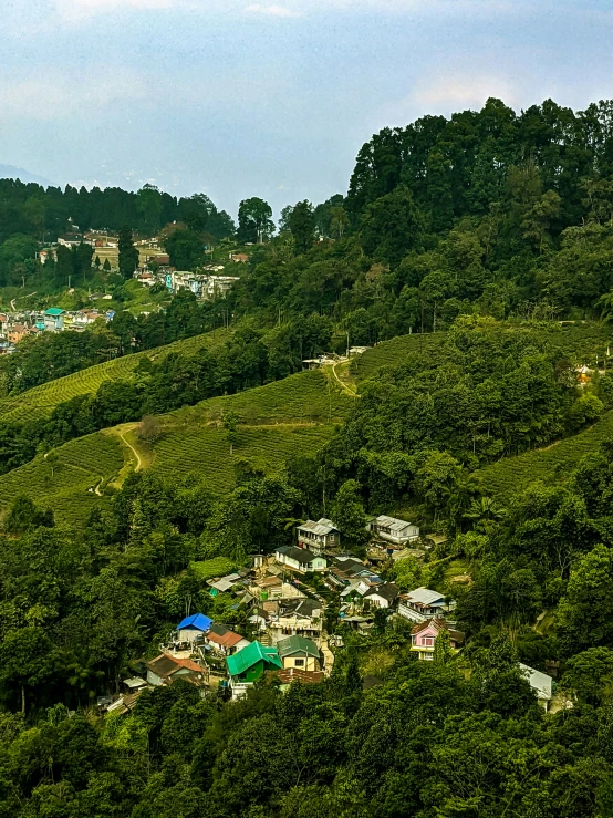 a hillside covered in forest next to lush green mountains