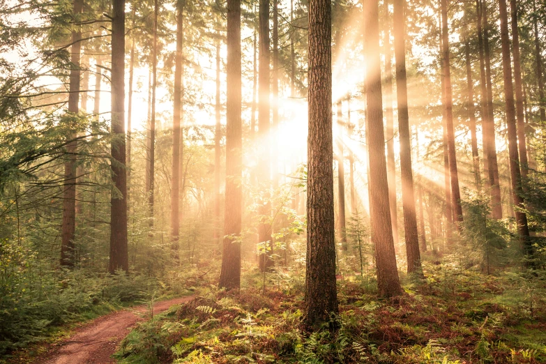 sunlight beams through the trees in a forest