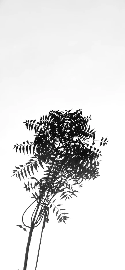 a black and white image of a flower with fronds in it