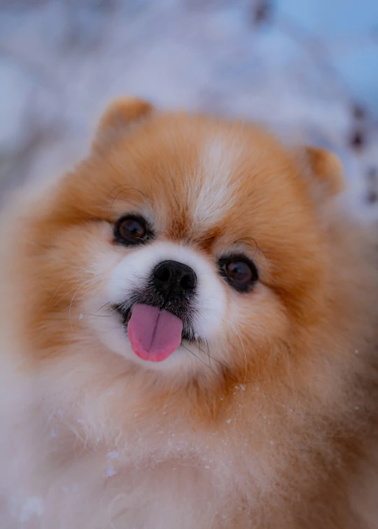 a small fluffy orange dog standing on top of snow