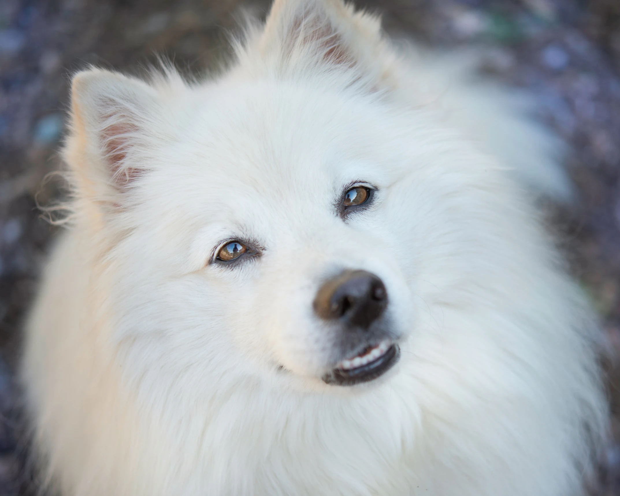 a small white dog looking at the camera