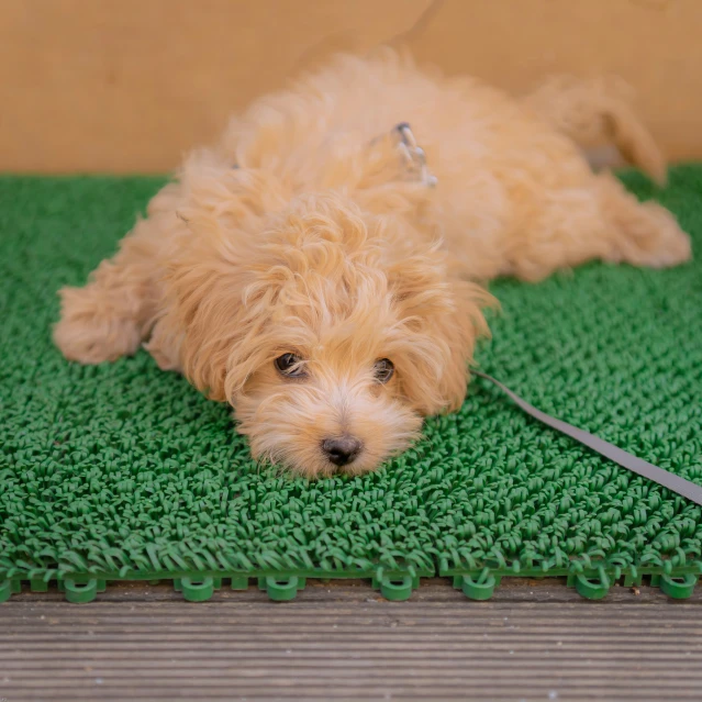 a small dog sitting on the ground, next to a leash