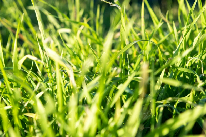 close up image of green grass that has just gone