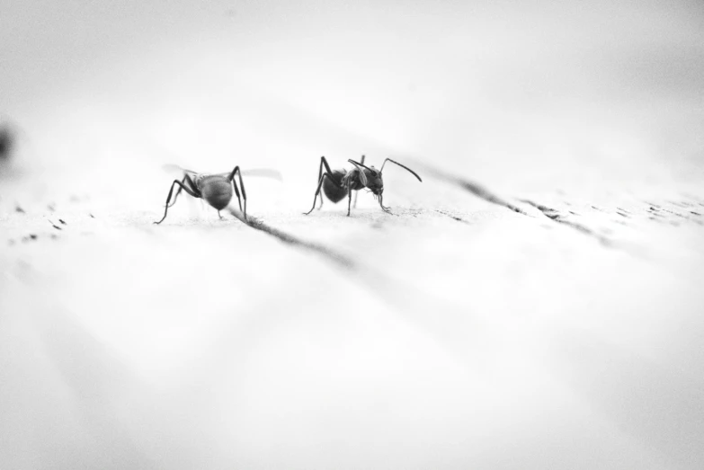 black and white po of a pair of bugs in the snow