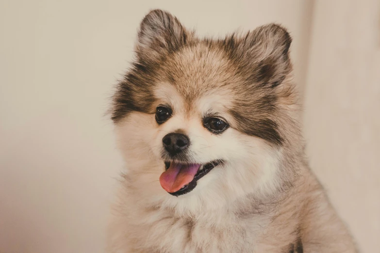 an adorable brown and white dog with long hair