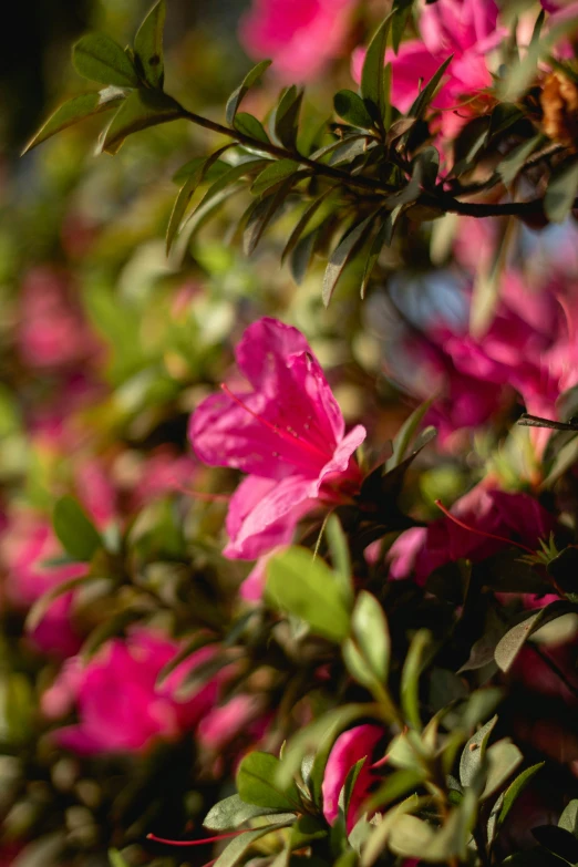 pink flowers are blooming on a nch