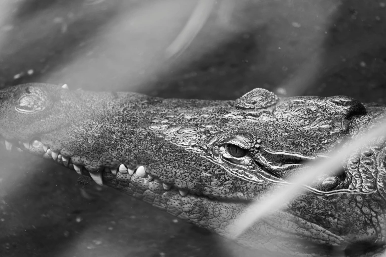 a close - up picture of an alligator in a pool