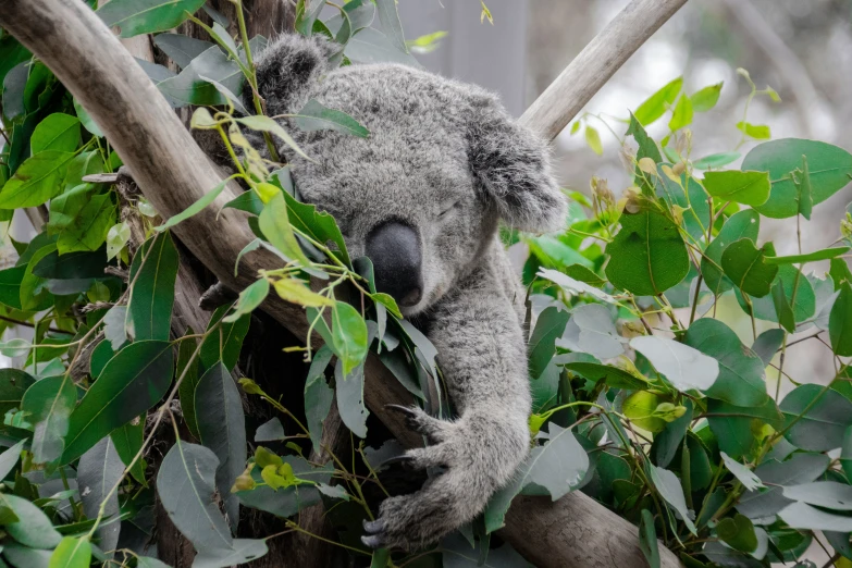 a koala is resting in a tree among leaves