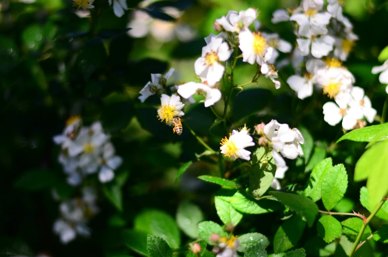 white flowers in a field on a sunny day