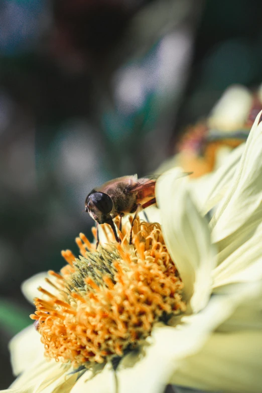 a fly sitting on top of a white flower