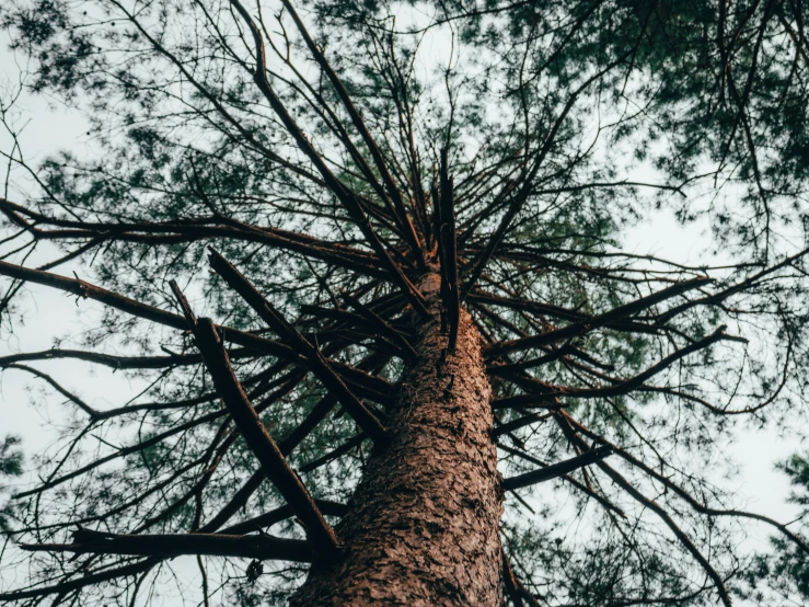 the tall trunk of a pine tree is shown in this image