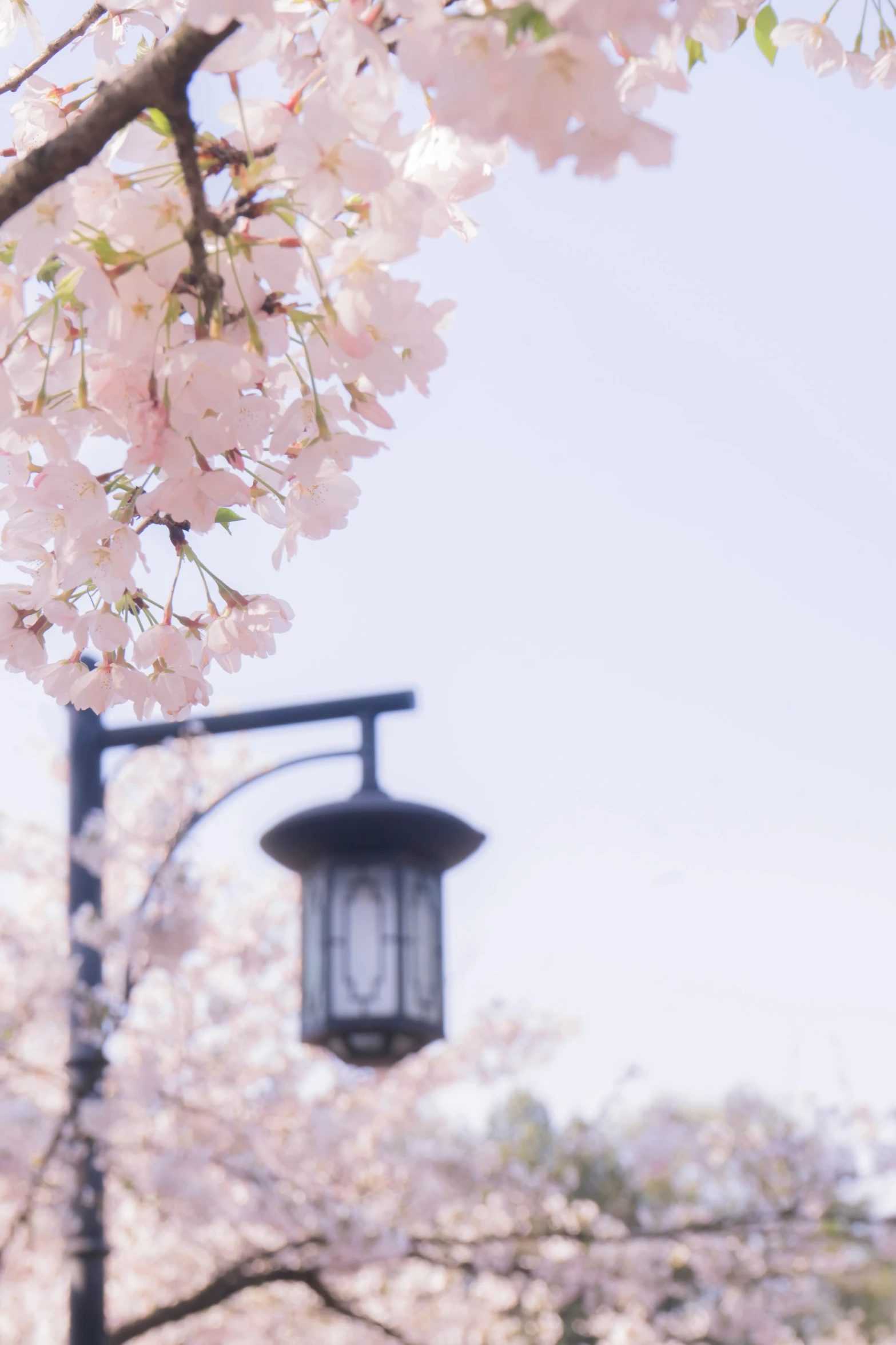 flowering cherry blossoms hang from a tree with a lamp