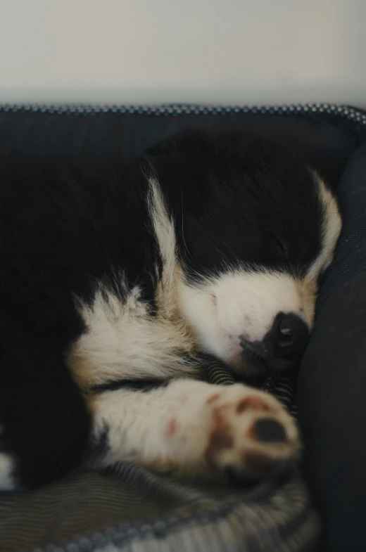 a black and white puppy sleeping on top of a couch