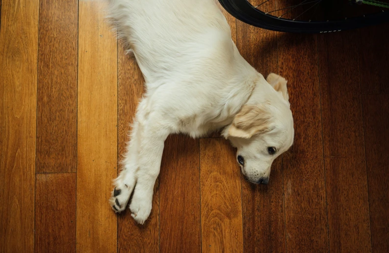 a white dog lies upside down on the floor by a bike wheel