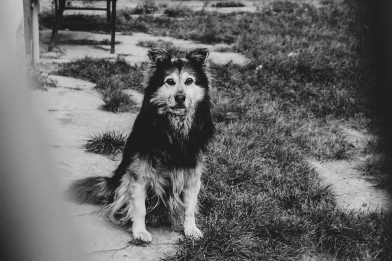 a dog sits outside in a black and white pograph