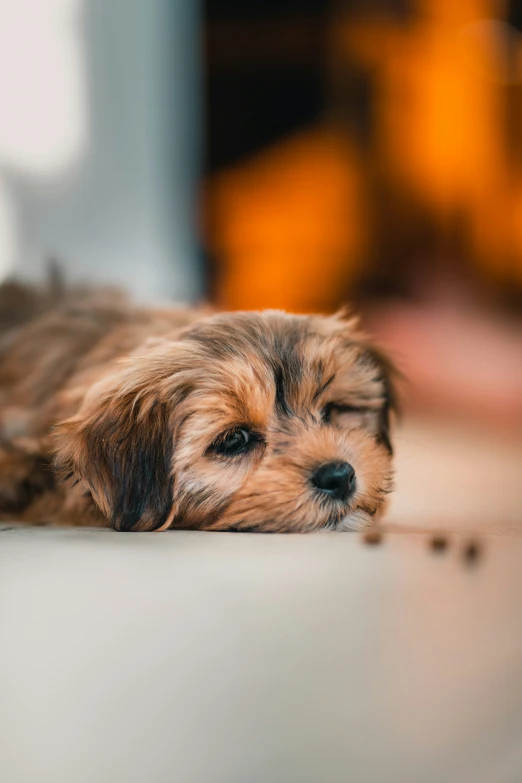 a dog laying down next to a window