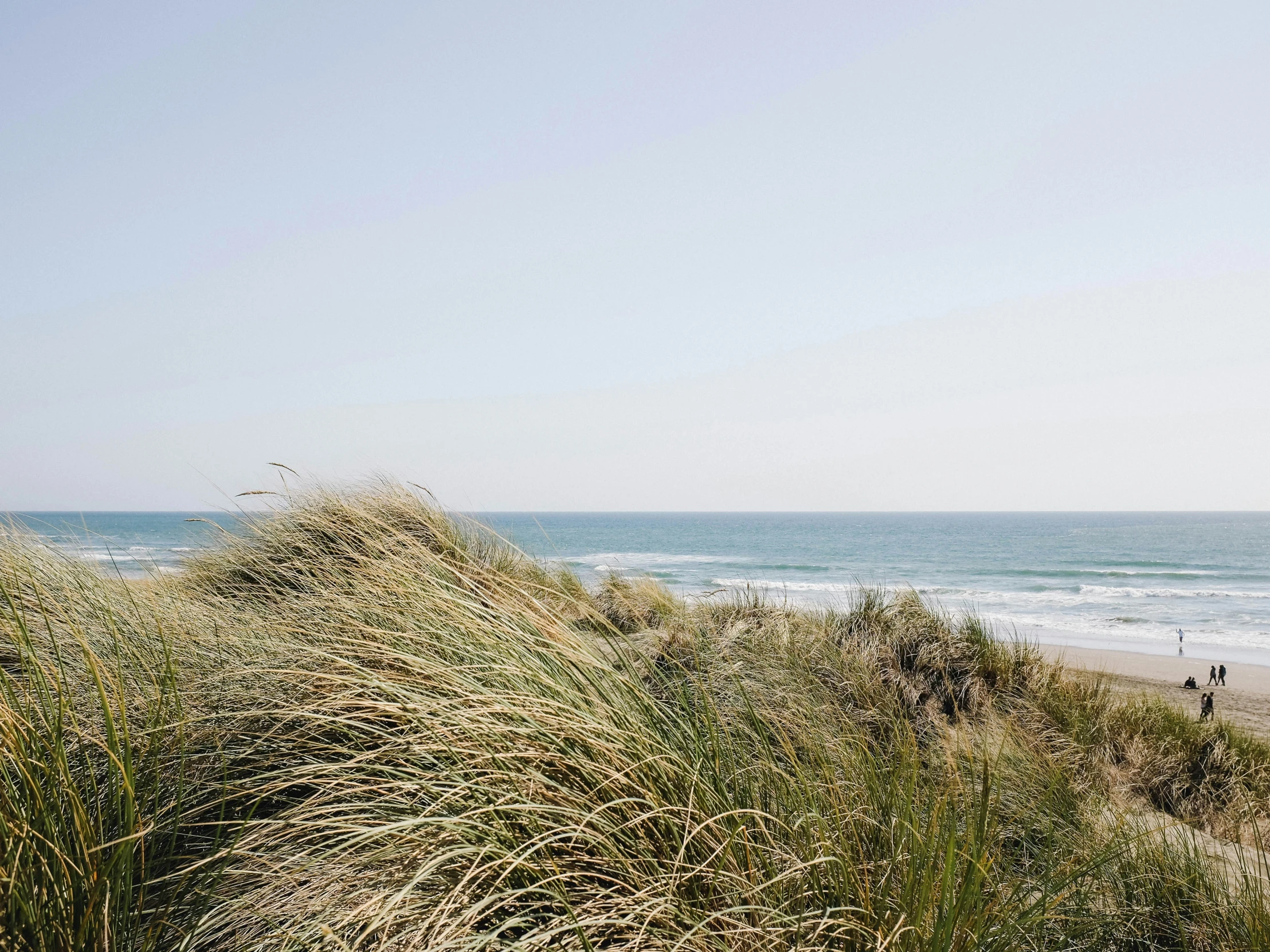 a field of grass with a beach in the background