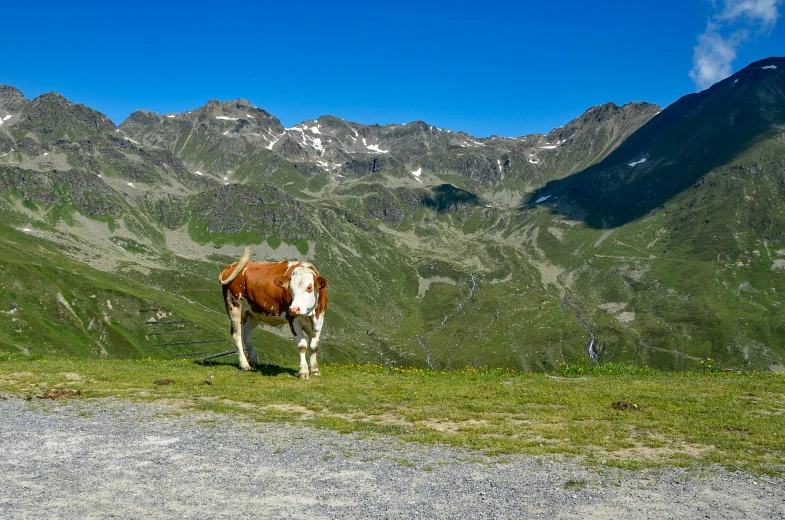 a single brown cow standing in the middle of mountains