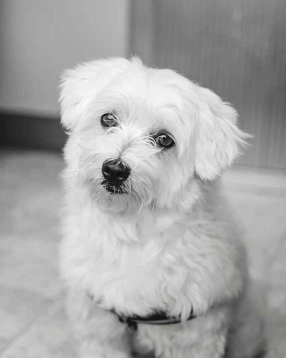 a close up of a dog on a tile floor