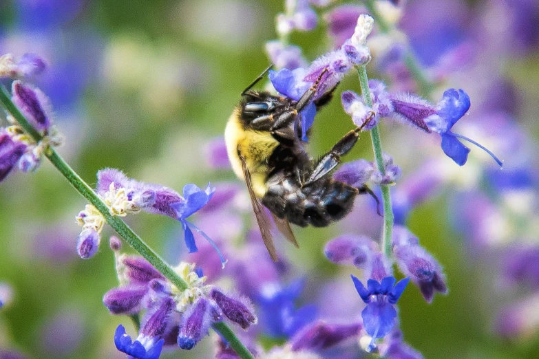 a bee in flight amongst purple flowers
