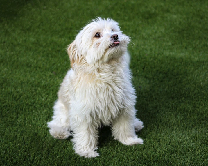 small white dog sitting on green grass with his tongue out