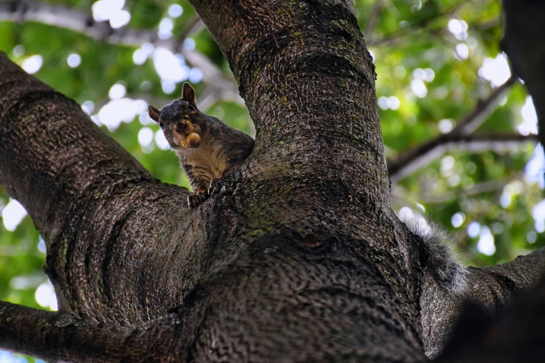 an image of a squirrel on the nch of a tree