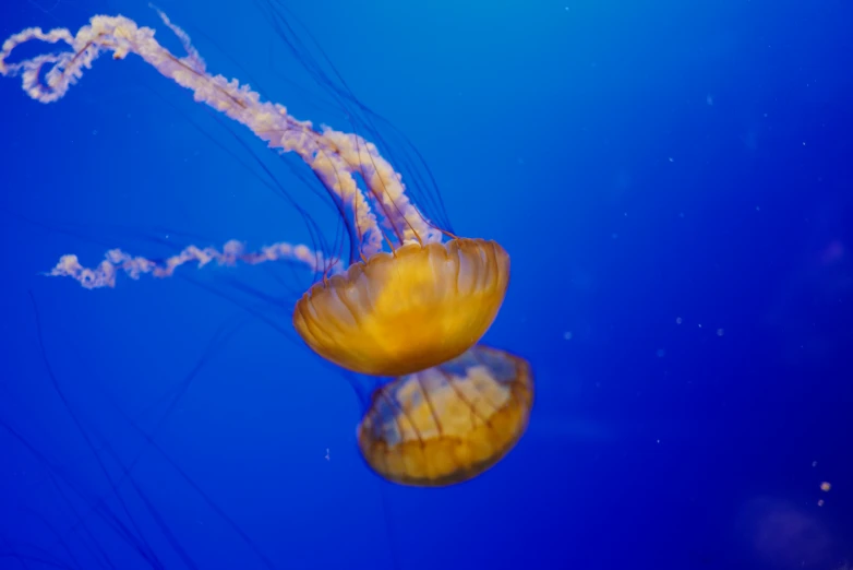 two jellyfish with white tentacles swim side by side in the blue water