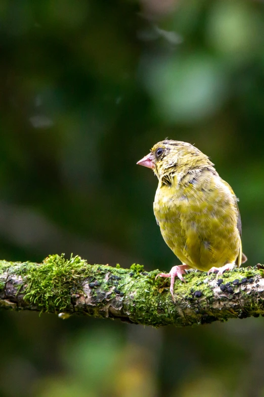 a bird that is perched on a nch