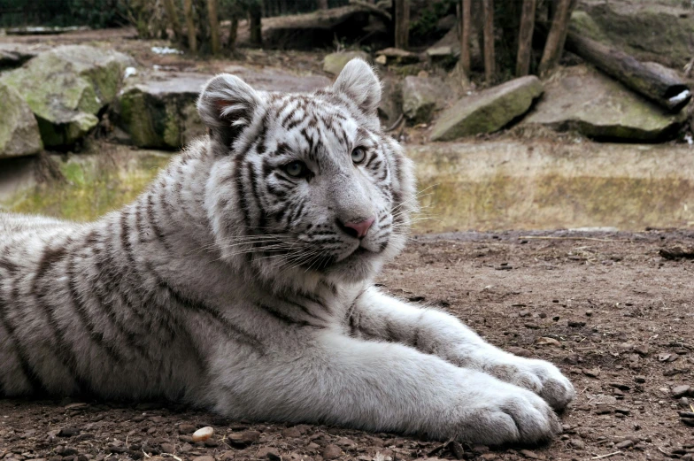 a large white tiger laying on top of dirt