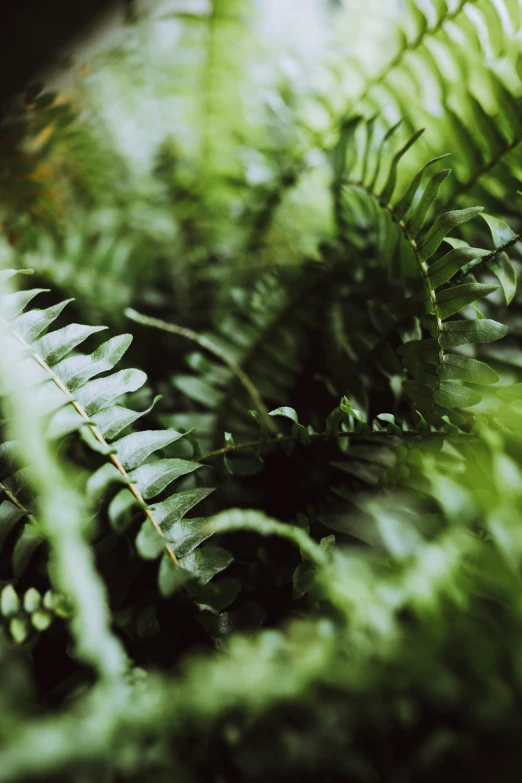 some green plants and some nches on the ground