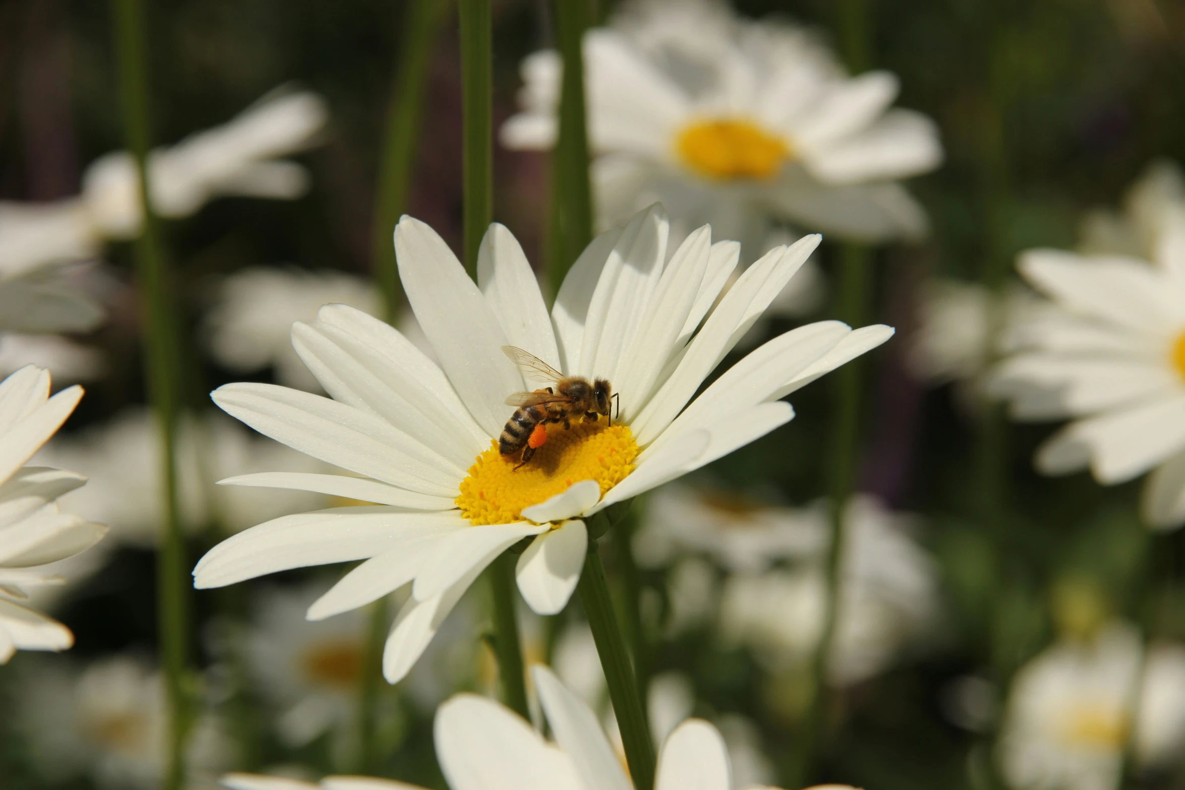 there is a bee sitting on the center of some daisies