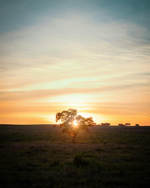 a lone tree on a grassy plain at sunrise