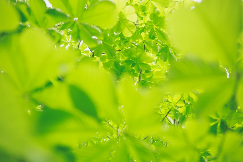 there are some green leaves in the tree