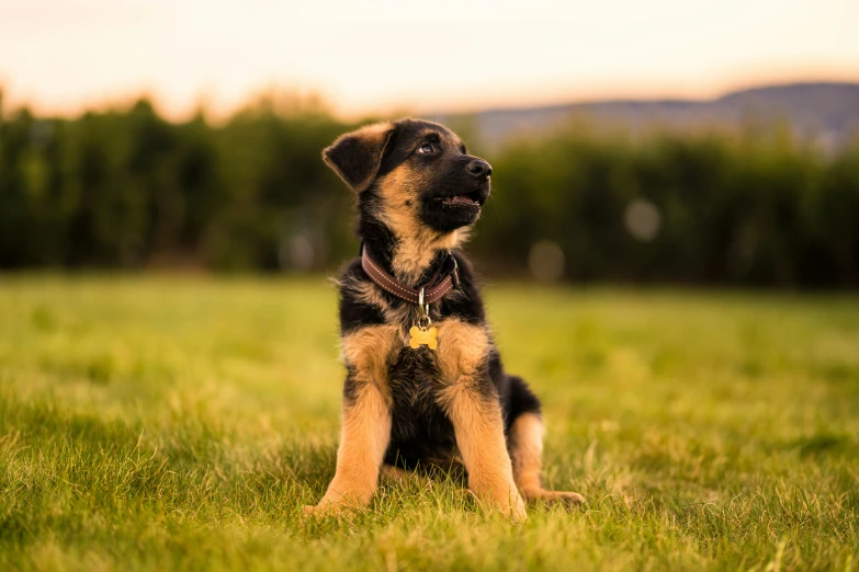 a dog is sitting on the grass in the field