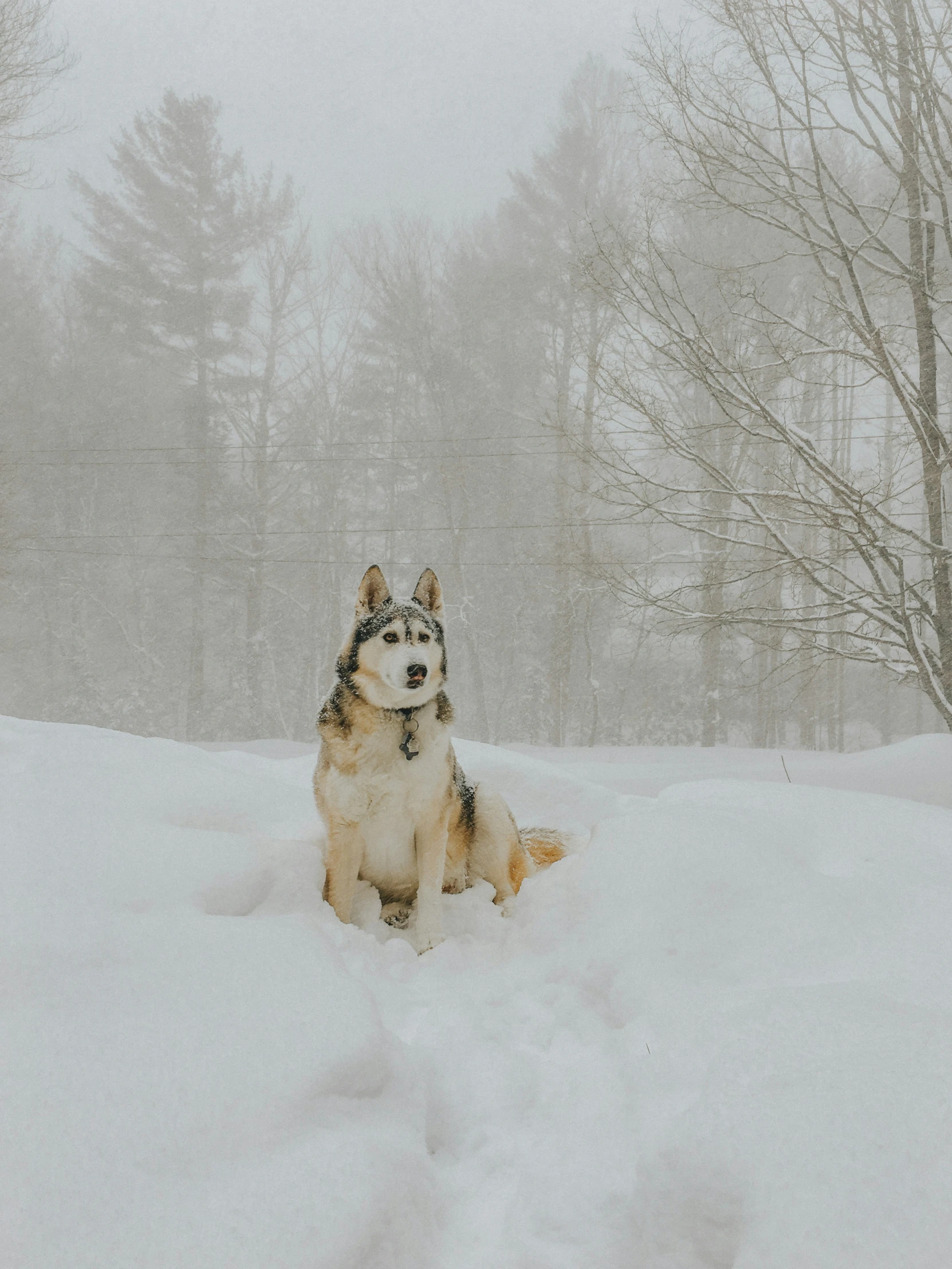 a husky dog sits in the snow beside a line of trees