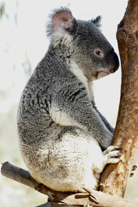 a koala sitting in a tree and looking over its shoulder