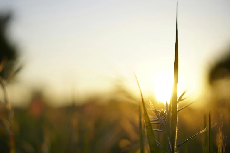 some grass on the sun sets in the distance