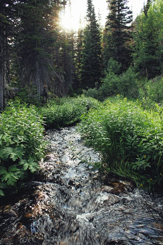 a stream runs between two pine trees