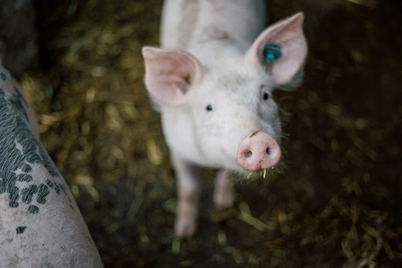 a pig looking down at the camera in the grass