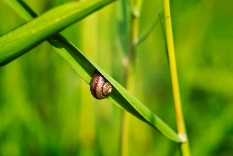 a tiny brown bug crawls on top of a green leaf