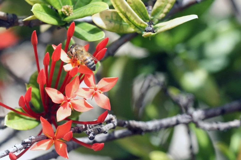 a bee is taking a dip into some flowers