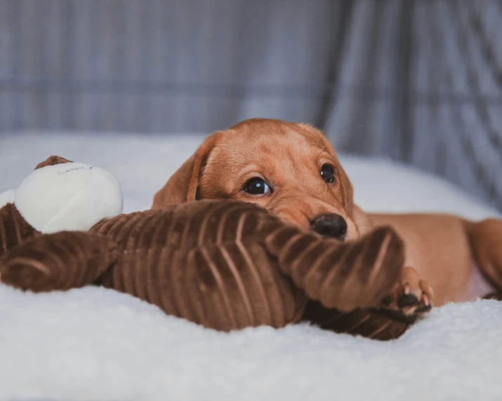 a small brown dog laying on a bed next to a stuffed animal