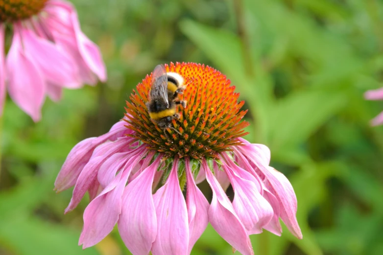 a large bee that is on top of a pink flower