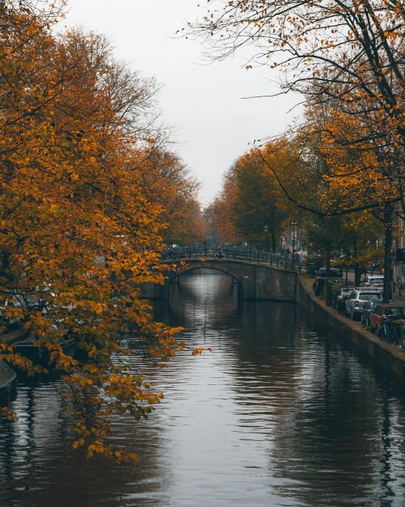 a waterway with a bridge surrounded by leaf filled trees