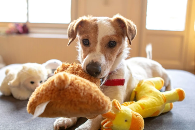 dog with stuffed animals in front of them