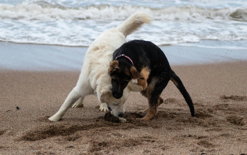 two dogs on the beach playing with each other