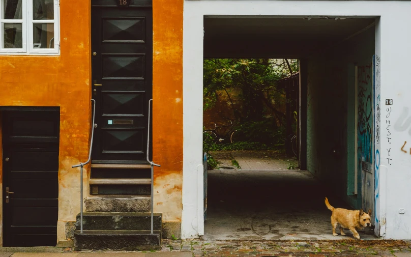 a yellow dog standing in front of a doorway