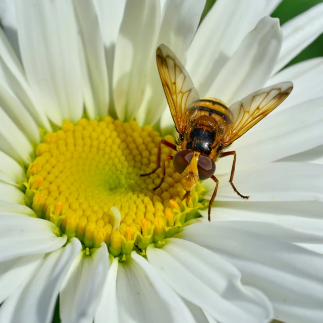 a brown fly sitting on top of a white flower