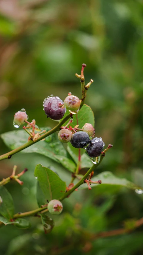 berries hang on the tree in the rain